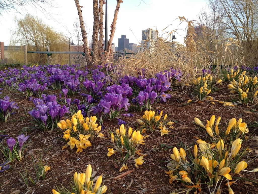 Nilsen Landscape Design » Naturalizing Flower Bulbs for Early Spring Color